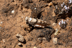 Qualetta maculata