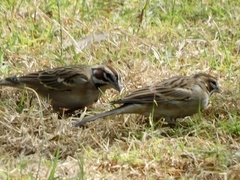 Chondestes grammacus