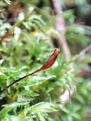 Polytrichaceae