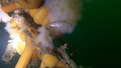 Tautogolabrus adspersus