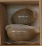 Lyncina camelopardalis