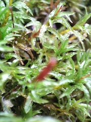 Polytrichaceae
