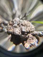 Rhizobium rhizogenes