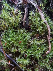 Polytrichaceae