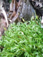 Polytrichaceae