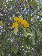 Tabebuia aurea