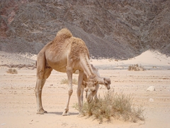 Camelus dromedarius