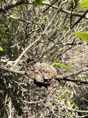 Rhizobium rhizogenes