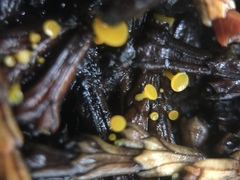 Chloroscypha alutipes