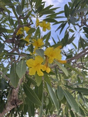 Tabebuia aurea