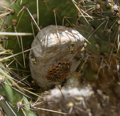 Protopolybia exigua