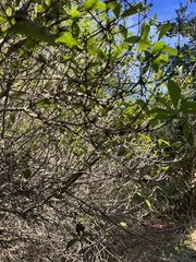 Rhizobium rhizogenes