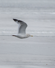 Larus argentatus