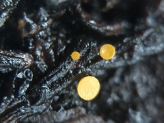 Chloroscypha alutipes