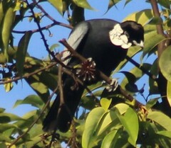Gymnoderus foetidus