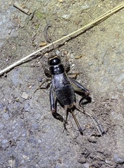 Teleogryllus