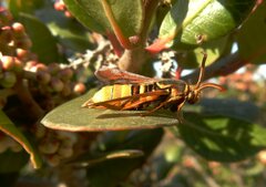 Paranthrene robiniae
