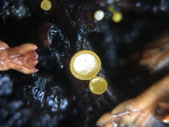 Chloroscypha alutipes