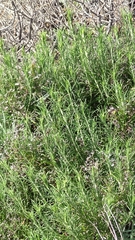 Phagnalon umbelliforme