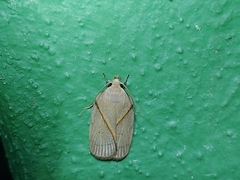 Oecophorinae