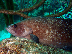 Rypticus saponaceus