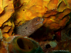 Gymnothorax miliaris