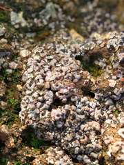 Psora decipiens