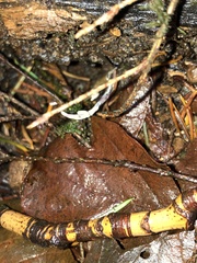 Xylaria hypoxylon