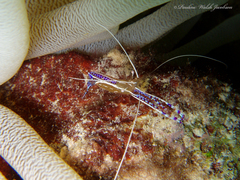 Ancylomenes pedersoni