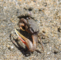 Leptuca terpsichores