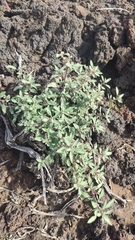 Forsskaolea angustifolia