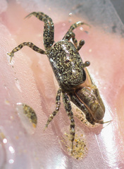 Leptuca terpsichores