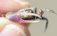 Leptuca terpsichores