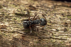 Dolichoderus thoracicus