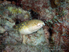 Myrichthys breviceps