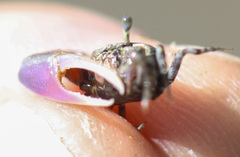 Leptuca terpsichores