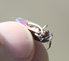 Leptuca terpsichores