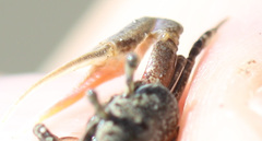 Leptuca terpsichores