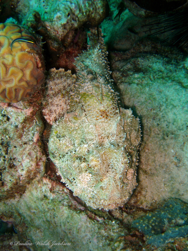Spotted Scorpionfish