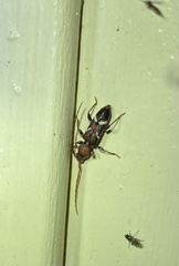 Ectosticta cleroides