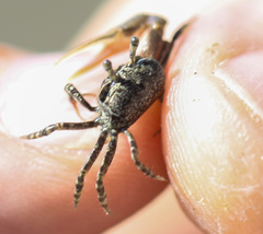 Leptuca terpsichores