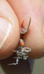 Leptuca terpsichores