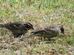 Chondestes grammacus