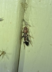 Ectosticta cleroides