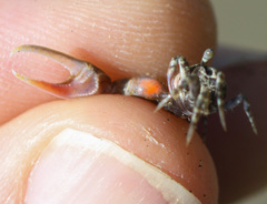 Leptuca terpsichores