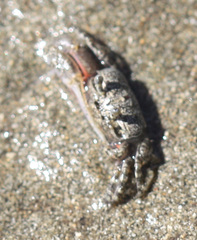 Leptuca terpsichores