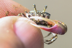 Leptuca terpsichores