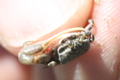 Leptuca terpsichores