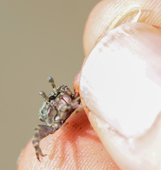 Leptuca terpsichores