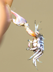 Leptuca terpsichores